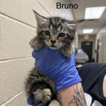Domestic Medium Hair Cats Available for Adoption in Jacksboro, Tennessee - Bruno | PetCurious