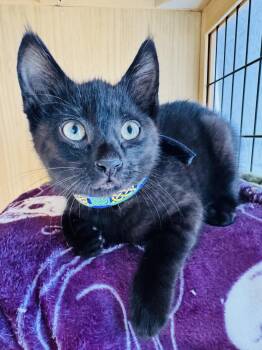 Helix -  Domestic Short Hair Cat for Adoption in Lincoln, California - Helix | PetCurious