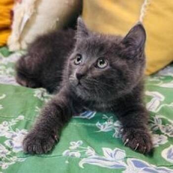 Russian Blue Cats Available for Adoption in Liverpool, Texas - Rose | PetCurious