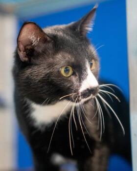 Ivan -  Domestic Short Hair Cat for Adoption in Pequot Lakes, Minnesota - Ivan | PetCurious