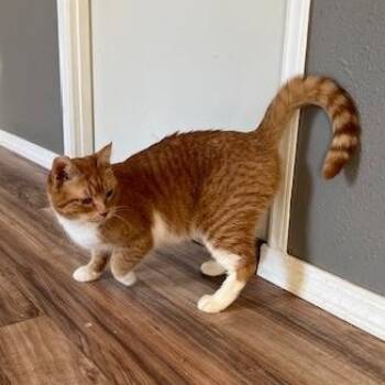 Domestic Short Hair Cats Available for Adoption - Marigold | PetCurious