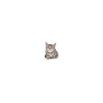 Olive -  Domestic Short Hair Cat for Adoption in Los Angeles, California - Olive | PetCurious