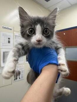 Wall-E -  Domestic Medium Hair Cat for Adoption in Charleston, South Carolina - Wall-E | PetCurious