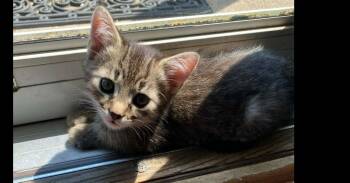 Domestic Short Hair Cats Available for Adoption in Virginia Beach, Virginia - Kane | PetCurious