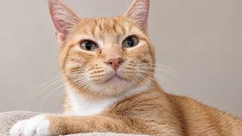 Cheeto -  American Shorthair Cat for Adoption in Bendersville, Pennsylvania - Cheeto | PetCurious