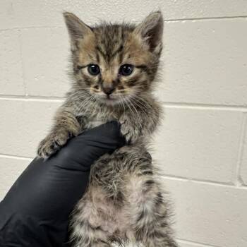 Puffball -  Domestic Short Hair Cat for Adoption in Reno, Nevada - Puffball | PetCurious