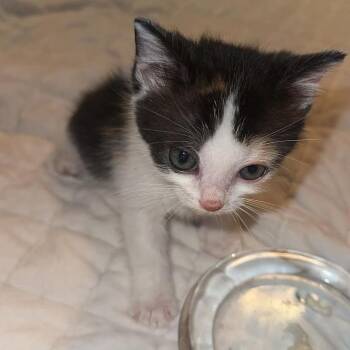 Hermione -  Domestic Short Hair Cat for Adoption in Madison, Wisconsin - Hermione | PetCurious