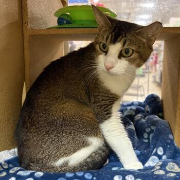 Marley -  Domestic Short Hair Cat for Adoption in Panama City, Florida - Marley | PetCurious