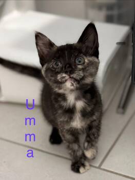 Umma -  Domestic Short Hair Cat for Adoption in Scottsdale, Arizona - Umma | PetCurious