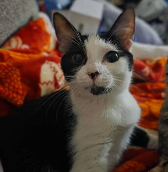 Moonflower -  Tuxedo and Domestic Short Hair Cat for Adoption in Columbia, South Carolina - Moonflower | PetCurious