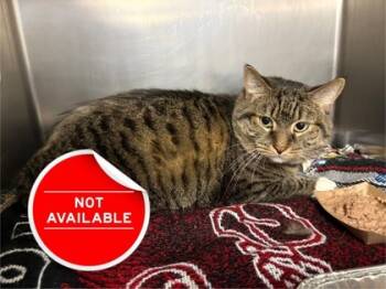 Rescue Domestic Short Hair Cats for Adoption in Lowell, Massachusetts - King | PetCurious