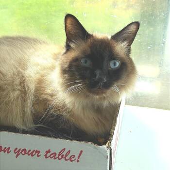 Domestic Long Hair Cats Available for Adoption in Chattanooga, Tennessee - Tortellini | PetCurious