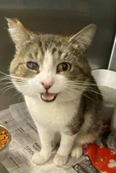 Domestic Short Hair Cats Available for Adoption in Portland, Indiana - Paisley | PetCurious