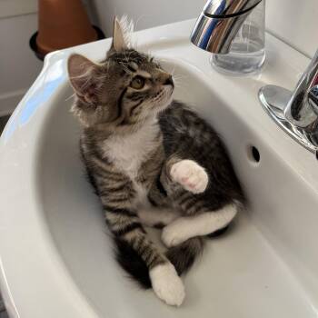 Starfire -  Domestic Medium Hair and Domestic Long Hair Cat for Adoption in Neenah, Wisconsin - Starfire | PetCurious