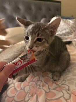 Calio -  Domestic Short Hair Cat for Adoption in Skippack, Pennsylvania - Calio | PetCurious