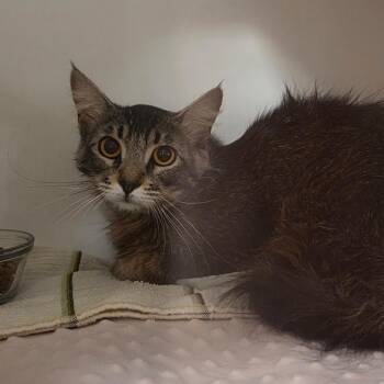 Zuri -  Domestic Short Hair Cat for Adoption in Phoenix, Arizona - Zuri | PetCurious