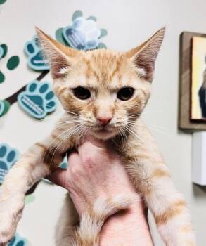 Chicken Nugget -  Domestic Short Hair Cat for Adoption in Arlington, Washington - Chicken Nugget | PetCurious