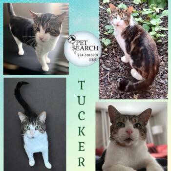 Rescue Domestic Short Hair Cats for Adoption in Washington, Pennsylvania - Tucker | PetCurious