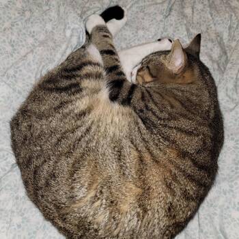 Snoopy -  Domestic Short Hair Cat for Adoption in Wadena, Minnesota - Snoopy | PetCurious