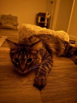 Oliver (Billie) -  Domestic Short Hair and Tabby Cat for Adoption in Sunnyvale, California - Oliver (Billie) | PetCurious