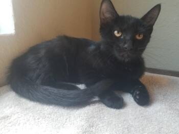 Ebony -  Domestic Short Hair Cat for Adoption in Darien, Georgia - Ebony | PetCurious