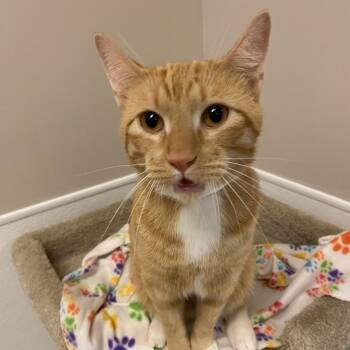 Sebastian -  Domestic Short Hair Cat for Adoption in Murray, Utah - Sebastian | PetCurious