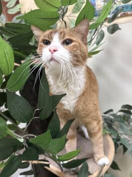 Domestic Short Hair Cats Available for Adoption - Jessie | PetCurious