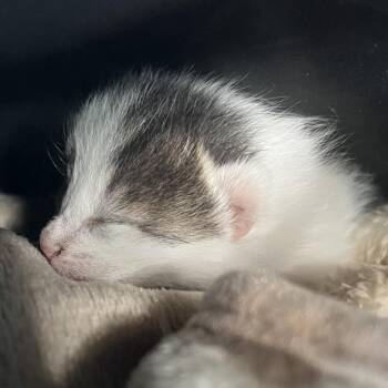 Domestic Short Hair Cats Available for Adoption in Los Angeles, California - Baby Jane Doe | PetCurious