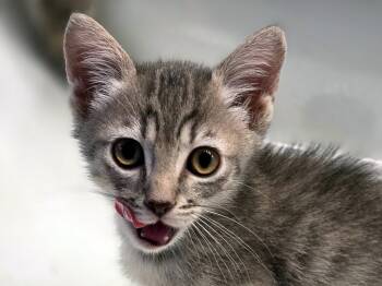 Cool Ranch -  Domestic Short Hair Cat for Adoption in Mission Viejo, California - Cool Ranch | PetCurious