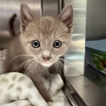 Lyle (bonded w/ Ducky) -  Domestic Short Hair Cat for Adoption in Oakland, California - Lyle (bonded W/ Ducky) | PetCurious