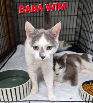 Domestic Short Hair Cats Available for Adoption in Rome, Georgia - Baba Wim | PetCurious