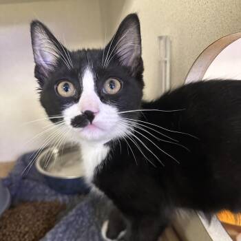 Chip Chip -  Domestic Medium Hair Cat for Adoption in New York, New York - Chip Chip | PetCurious
