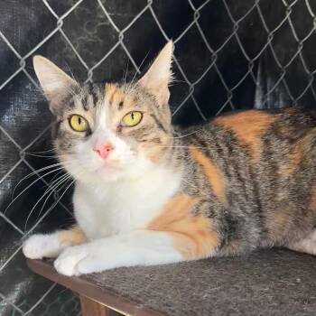 Tasha -  Domestic Short Hair Cat for Adoption in Cambria, California - Tasha | PetCurious