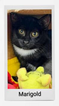 Marigold -  Domestic Short Hair Cat for Adoption in Caistor Centre, Ontario - Marigold | PetCurious
