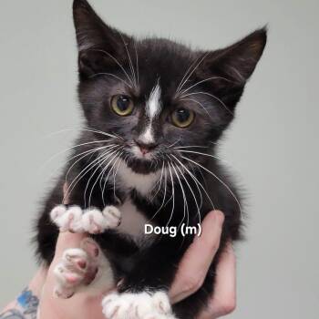 Doug -  Domestic Short Hair Cat for Adoption in Mazon, Illinois - Doug | PetCurious