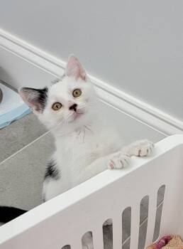 Rescue Domestic Short Hair Cats for Adoption in Manchester, Connecticut - Sprite | PetCurious