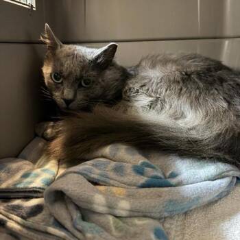 Smelly Cat -  Domestic Long Hair Cat for Adoption in Buellton, California - Smelly Cat | PetCurious