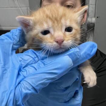 Domestic Short Hair Cats Available for Adoption in Summerville, South Carolina - Elotito | PetCurious