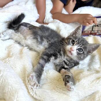 Domestic Short Hair Cats Available for Adoption in Long Beach, California - Hunter | PetCurious