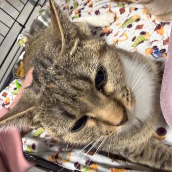 Domestic Short Hair Cats Available for Adoption - Beignet | PetCurious