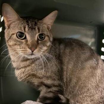 Scooter -  Domestic Short Hair Cat for Adoption in Bentonville, Arkansas - Scooter | PetCurious
