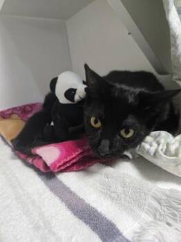 Domestic Short Hair Cats Available for Adoption in Savannah, Georgia - Lexi | PetCurious