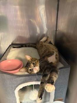 Rescue Domestic Short Hair Cats for Adoption in Fort Walton Beach, Florida - CATRICK SWAZYE | PetCurious