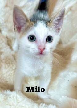 Milo -  Domestic Short Hair Cat for Adoption in South Elgin, Illinois - Milo | PetCurious