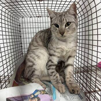 Domestic Short Hair Cats Available for Adoption - Junie | PetCurious