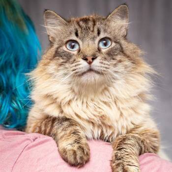 Siamese and Domestic Medium Hair Cats Available for Adoption in Hattiesburg, Mississippi - Yeti | PetCurious