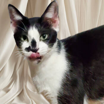 Rescue Domestic Short Hair Cats for Adoption in Union, Missouri - Daisy Mae | PetCurious