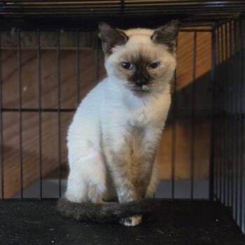 Demi -  Siamese and Domestic Short Hair Cat for Adoption in Knoxville, Tennessee - Demi | PetCurious