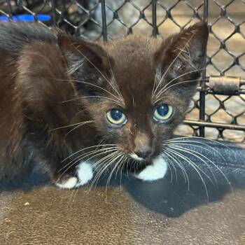 Eminem -  Domestic Medium Hair Cat for Adoption in Cumming, Georgia - Eminem | PetCurious