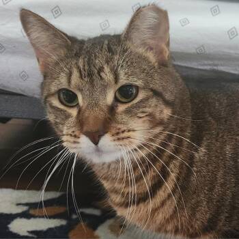 Domestic Short Hair Cats Available for Adoption in Walker, Michigan - TigerMurphyShinx | PetCurious
